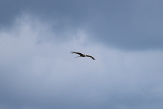 Osprey with stick, Rutland Water, June 2015
