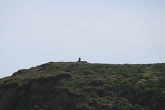Peregrine, Ramsey Island, April 2014