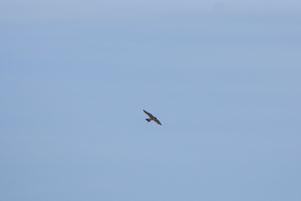 Peregrine, Ramsey Island, April 2014