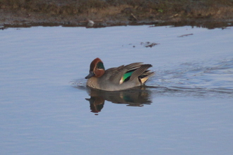 Teal, Old Moor, November 2014