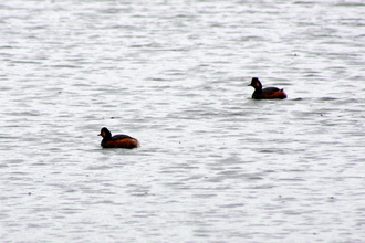 Black Necked Grebe, Potteric Carr, May 2016