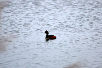 Black Necked Grebe, Potteric Carr, May 2016
