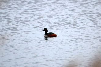 Black Necked Grebe, Potteric Carr, May 2016