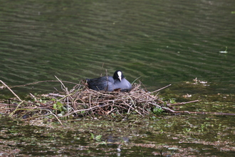 Coot on nest, Bradford Dale, May 2014