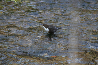 Dipper,  Bradford Dale, March 2012