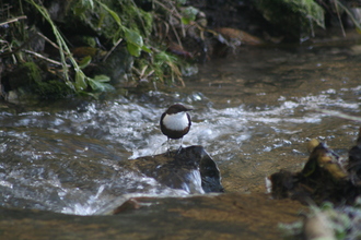 Dipper, Tideswell Dale, December 2012