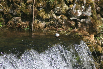Dipper, Lathkill Dale, May 2013