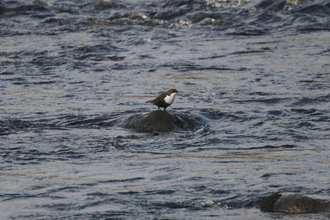 Dipper, Below Cauldron Snout, October 2015