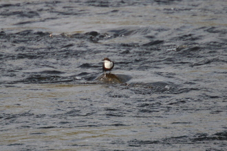 Dipper, Below Cauldron Snout,  October 2015
