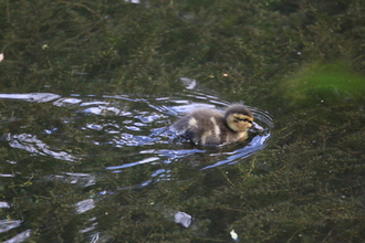 Duckling, Bradford Dale, May 2014