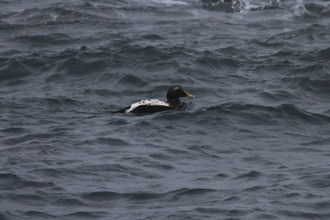 Eider Duck, Iceland, September 2015