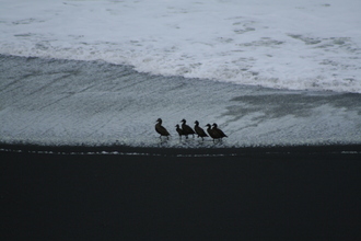 Eider Ducks, Near Vik, Iceland, July 2007