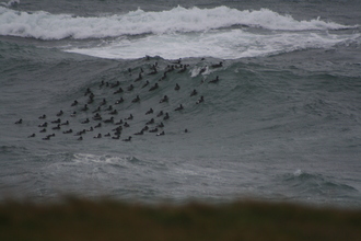 Eiders, Near Akureyri, Iceland, August 2007