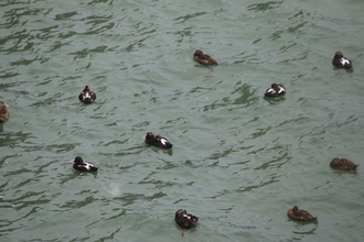 Eider Ducks, Iceland, September 2015