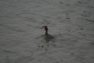 Great Crested Grebe, Clumber Park, February 2014