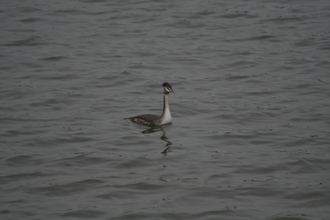 Great Crested Grebe, Clumber Park, February 2014