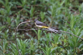 Grey Wagtail, Bradford Dale, May 2014
