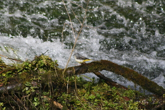 Grey Wagtail, Bradford Dale, March 2014