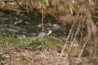 Grey Wagtail, March 2014