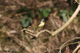 Singing Grey Wagtail, Bradford Dale, March 2014