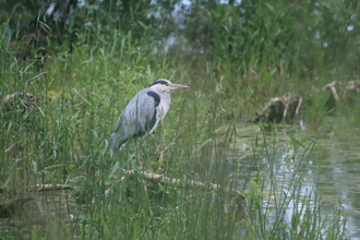 Heron, Rutland Water, June 2015