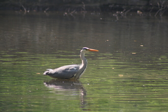 Heron, Endcliffe Park, April 2011