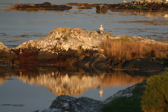 Heron, Connemara, August 2011