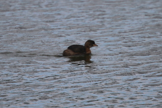 Little Grebe, Old Moor, August 2015