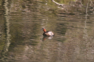Little Grebe, Tideswell Dale, March 2012