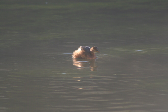 Little Grebe, Tideswell Dale, December 2012