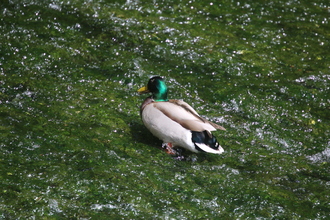Mallard, Bradford Dale, May 2014