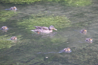 Mallard with ducklings, Bradford Dale, May 2014