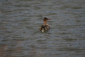 Merganser, Lake Mývatn, Iceland, August 2007