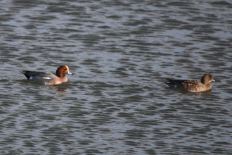 Pochards, Old Moor, February 2016
