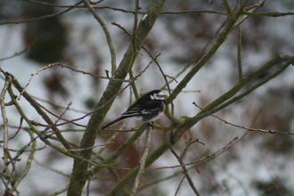 Pied Wagtail, Our garden, December 2010