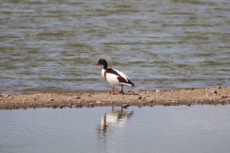 Shelduck, Gibraltar Point, June 2015