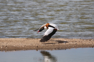 Shelduck, Gibraltar Point, June 2015