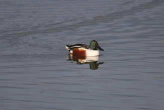 Shoveler, Old Moor, November 2014