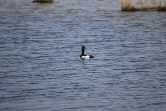 Tufted Duck, Old Moor, April 2014
