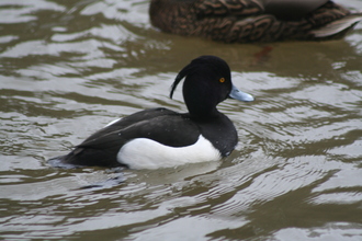 Tufted Duck, Clumber Park, February 2014