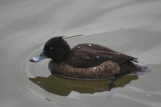 Female Tufted Duck,  Clumber Park, February 2014