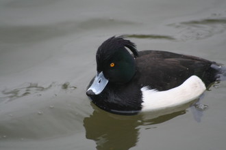 Tufted Duck, Clumber Park, February 2014
