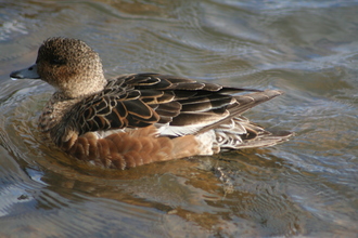 Wigeon, Lake Mývatn, Iceland, August 2007