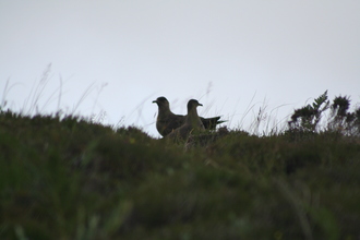 Bonxie, Handa Island, July 2009