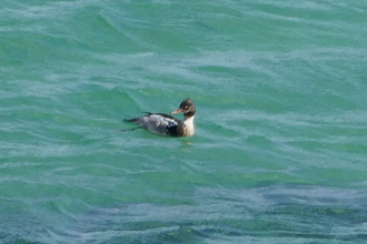 Slavonian Grebe, Waulkmill Bay Orkney, May 2016