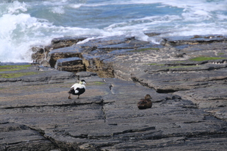 Eider, Marwick Head Orkney, May 2016