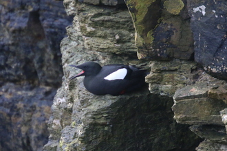 Black Guillemot, Mull Head Orkney, May 2016