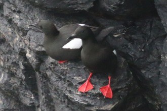 Black Guillemot, Mull Head Orkney, May 2016