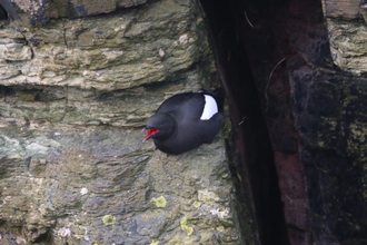 Black Guillemot, Mull Head Orkney, May 2016