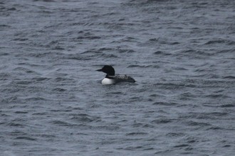 Great Northern Diver, Sanday Orkney, May 2016